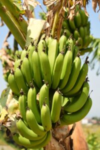 Burro Bananas